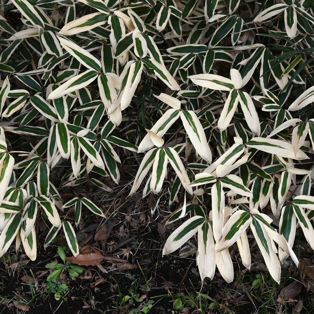 Sasa veitchii - Palmbamboe