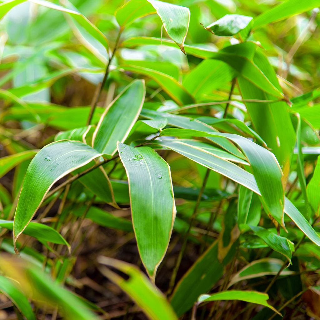 Sasa veitchii - Palmbamboe