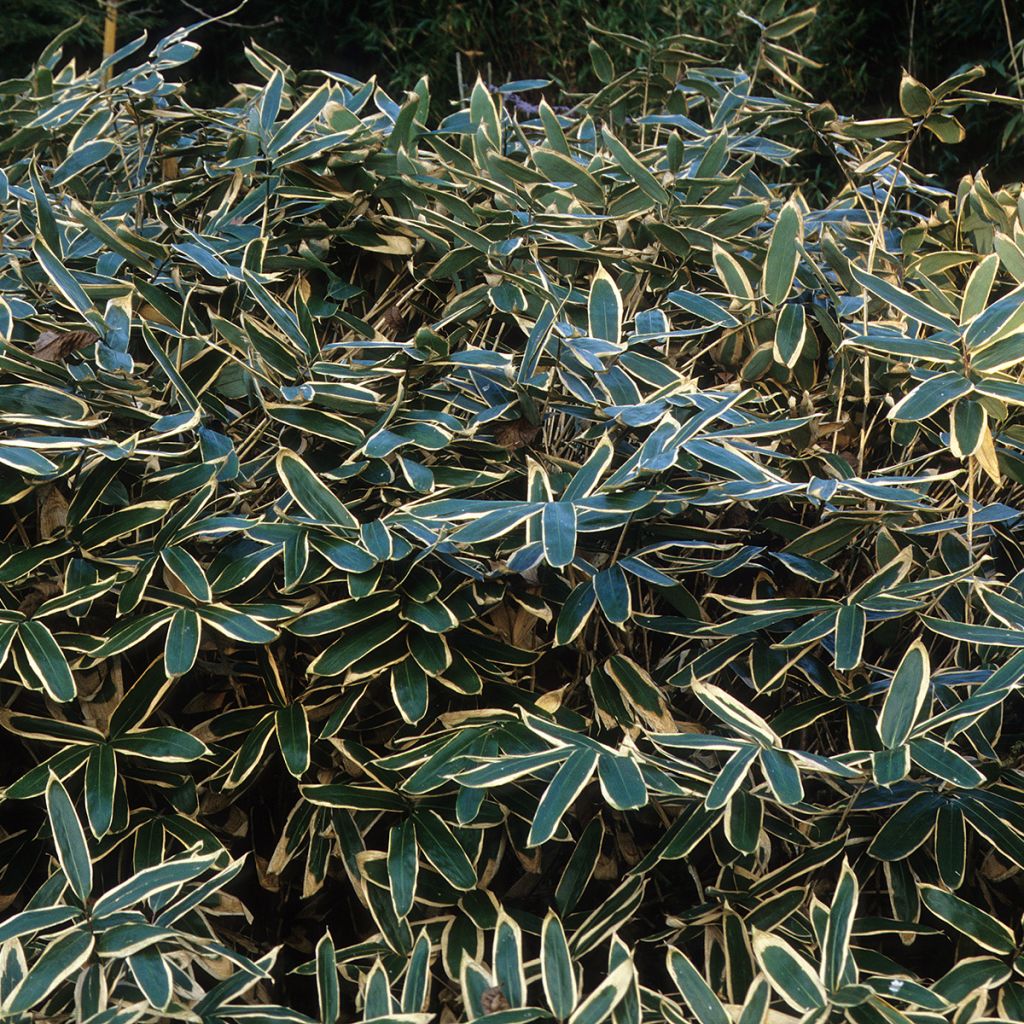 Sasa veitchii - Palmbamboe