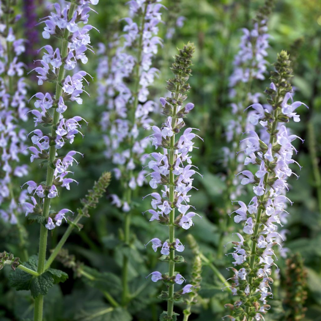 Salvia nemorosa Colorspires Crystal Blue - Bossalie