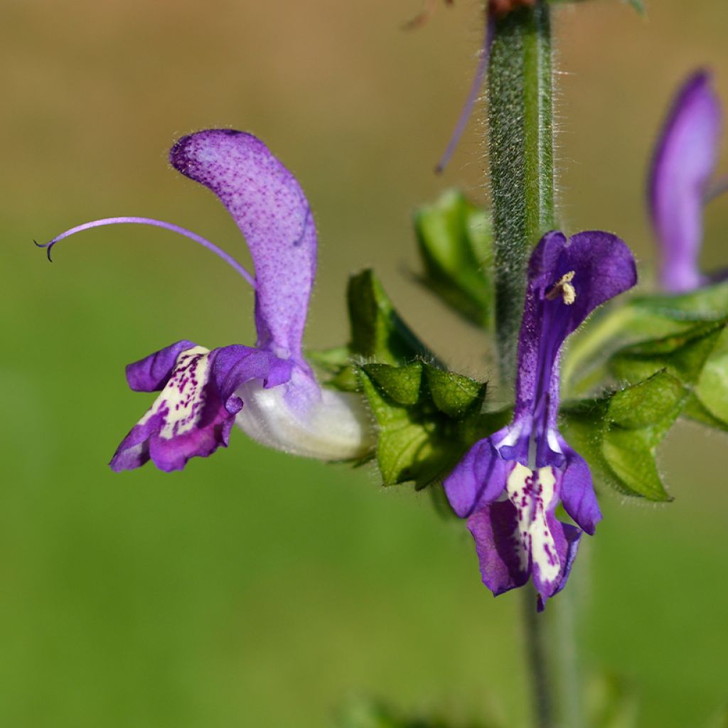 Salvia forsskaolei - Salie