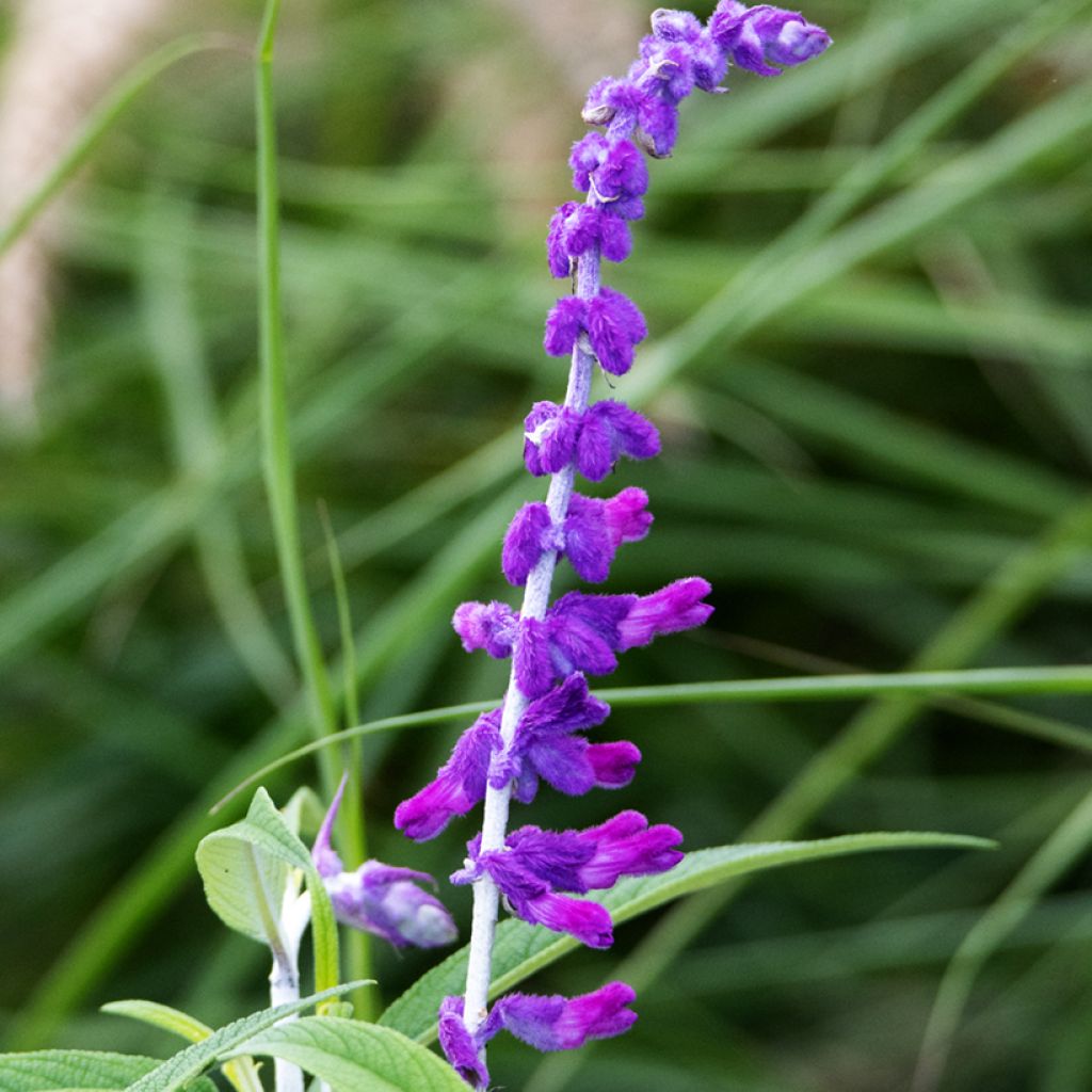 Salvia leucantha - Mexicaanse salie