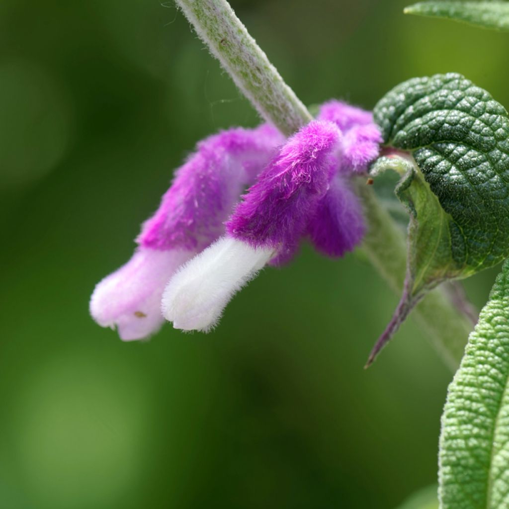 Salvia leucantha - Mexicaanse salie