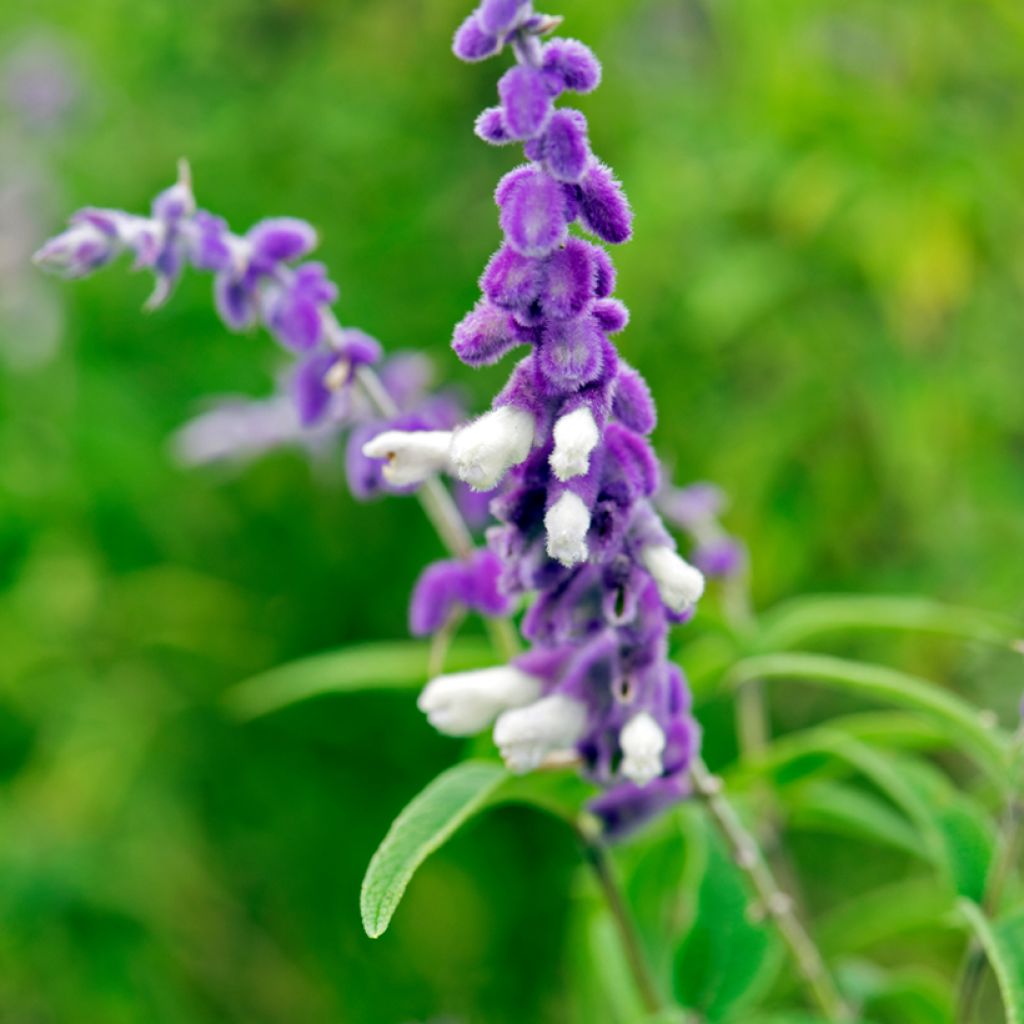 Salvia leucantha - Mexicaanse salie