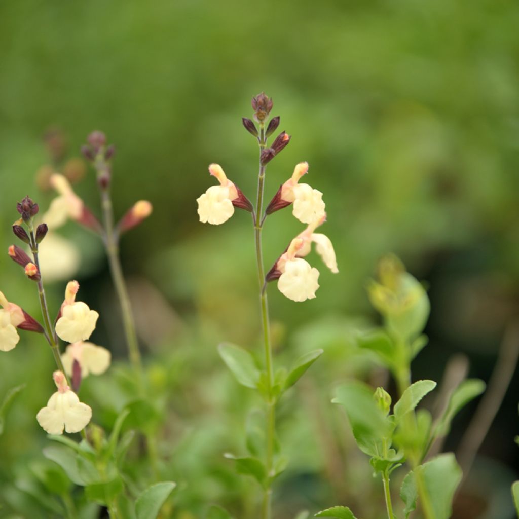 Salvia jamensis Melen - Struiksalie