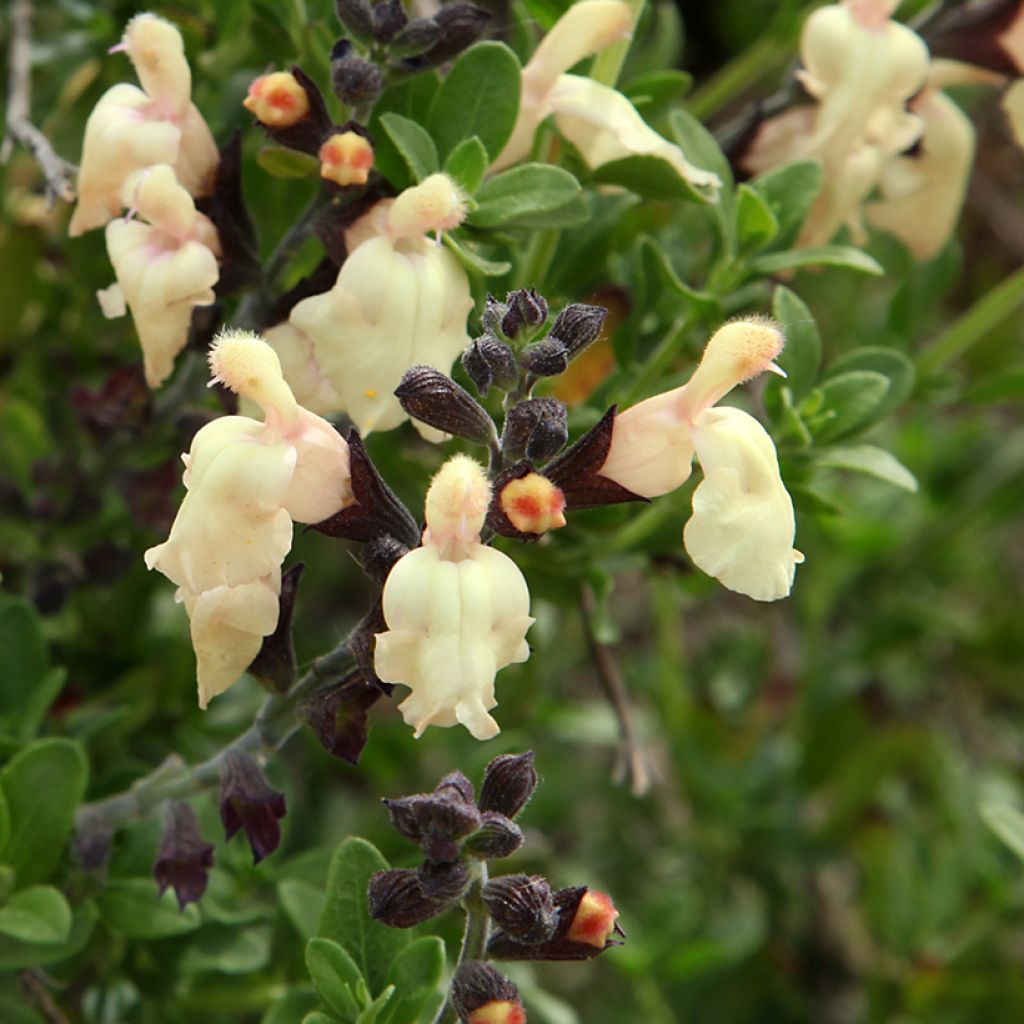 Salvia greggii Mirage Cream - Herfstsalie