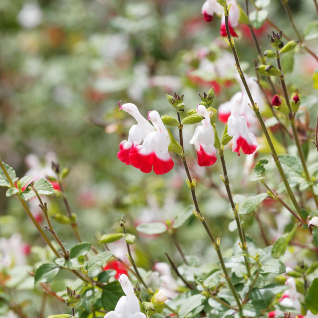 Salvia microphylla Hot Lips - Struiksalie