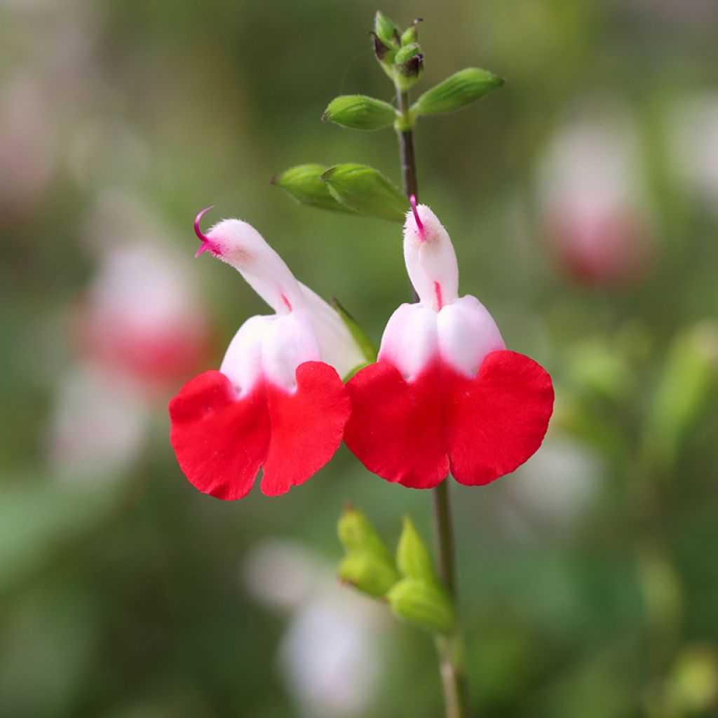 Salvia microphylla Hot Lips - Struiksalie
