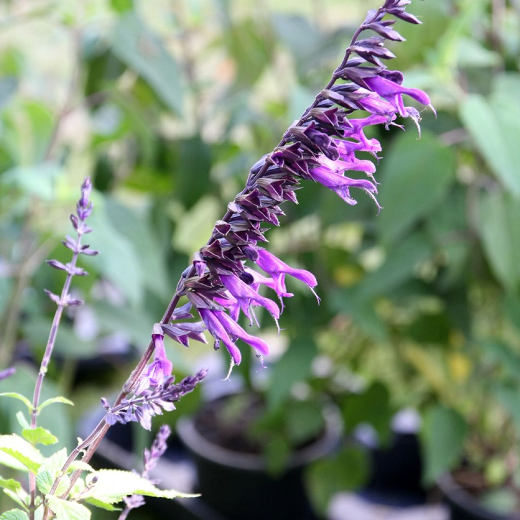Salvia guaranitica Amistad - Reuzensalie