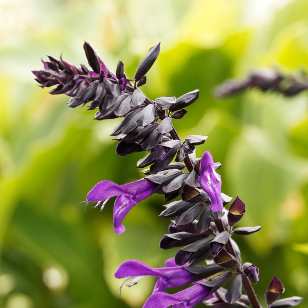 Salvia guaranitica Amistad - Reuzensalie