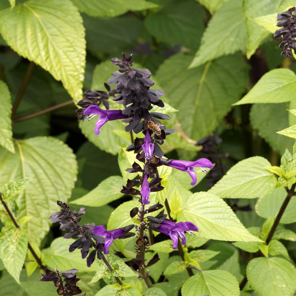 Salvia guaranitica Amistad - Reuzensalie