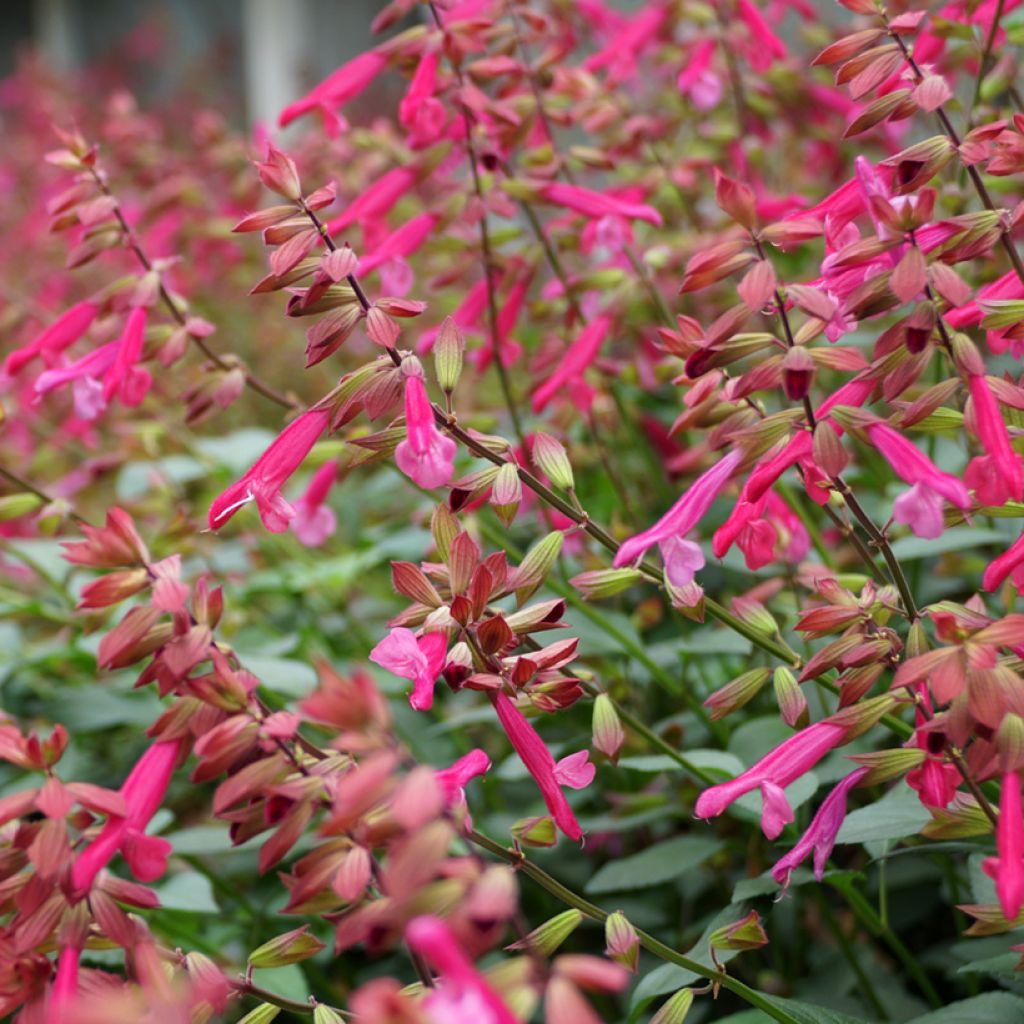 Salvia Wendys Wish - Vuursalie