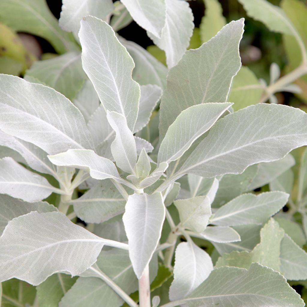 Salvia apiana - Witte salie