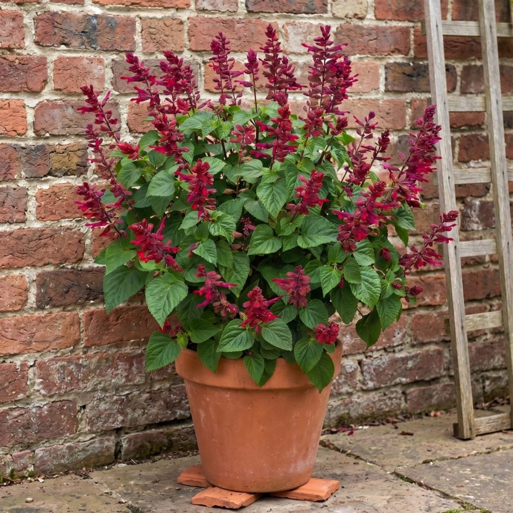 Salvia Rockin' Red Flamingo - Salie
