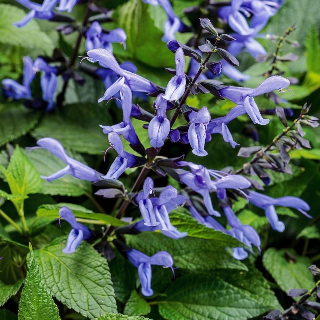 Salvia Rockin' Sky Blue - Reuzensalie