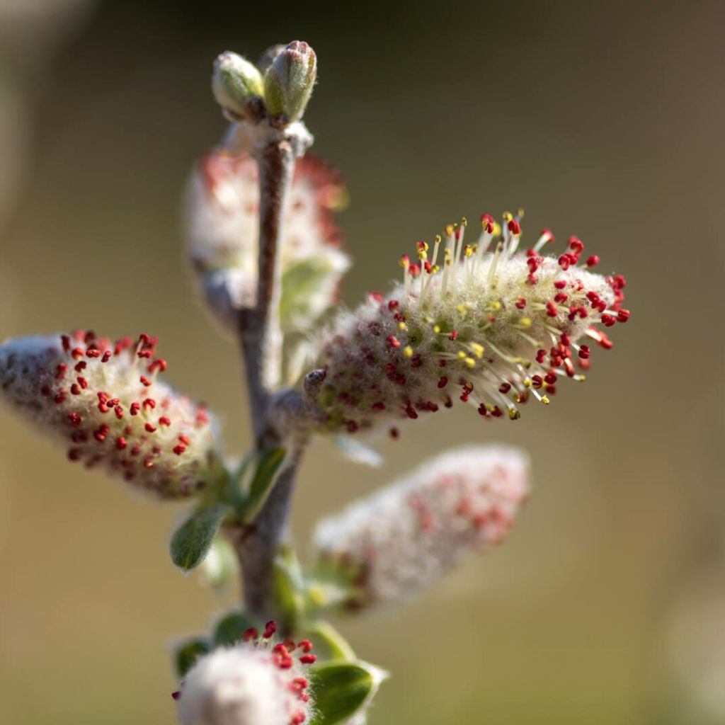 Salix candida Iceberg Alley - Witte wilg
