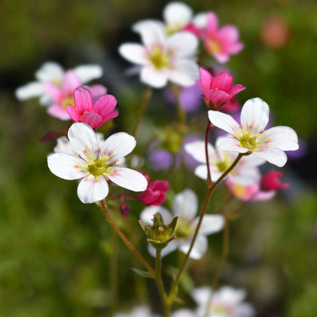 Saxifraga arendsii Ware's Crimson - Steenbreek