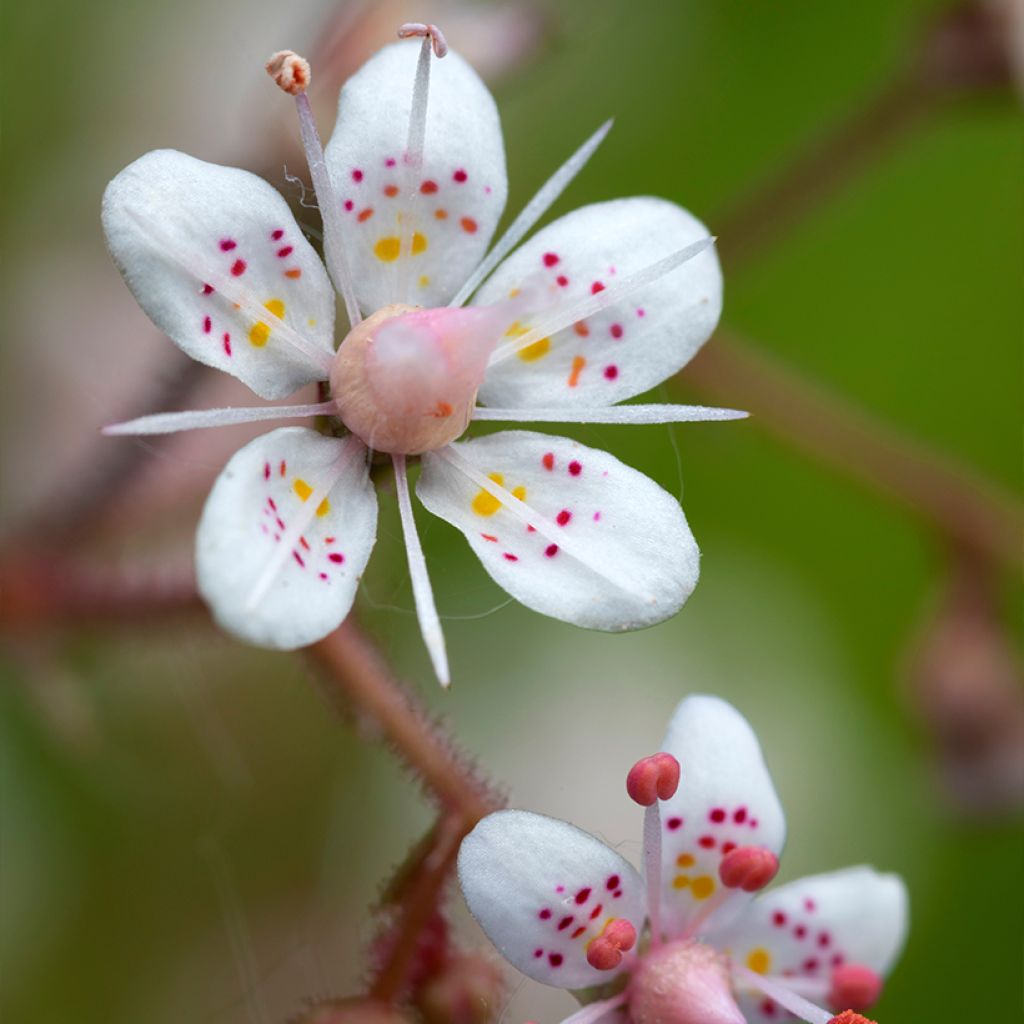 Saxifraga urbium - Schildersverdriet