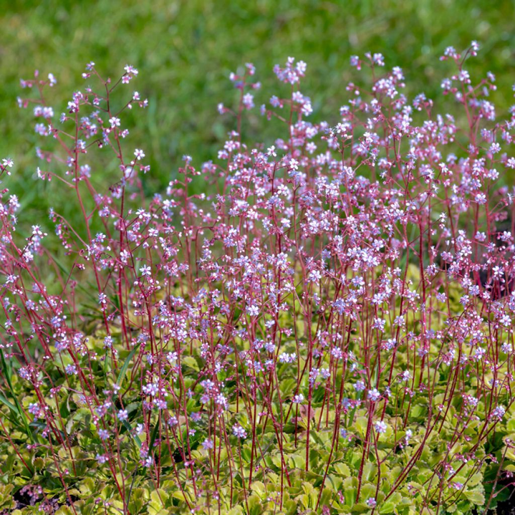 Saxifraga urbium - Schildersverdriet