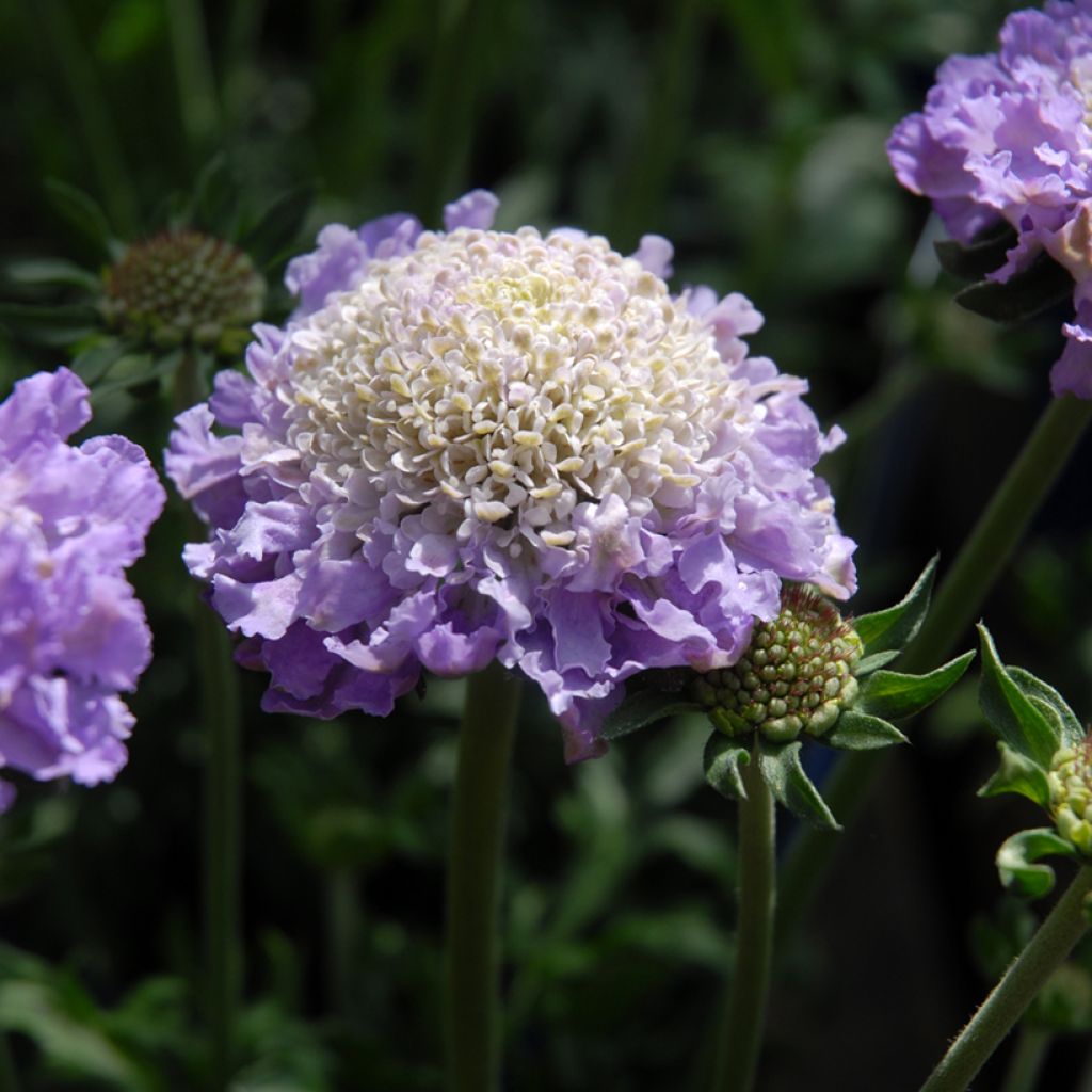 Scabiosa columbaria Butterfly Blue - Duifkruid