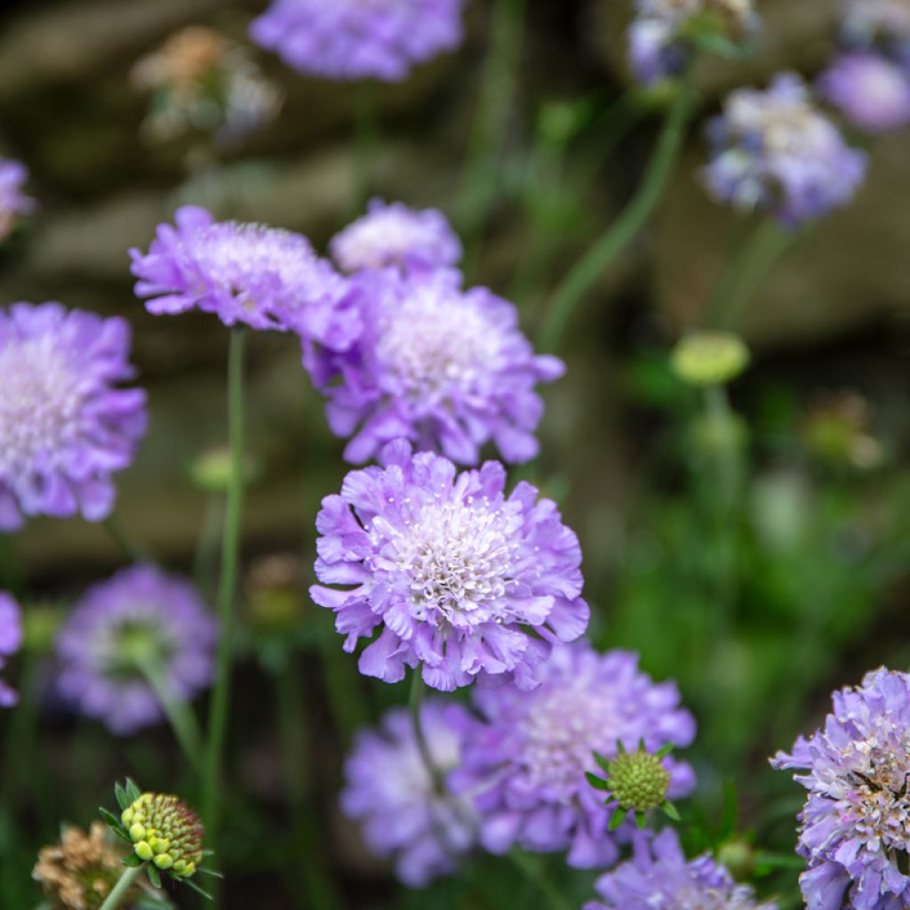 Scabiosa columbaria Butterfly Blue - Duifkruid
