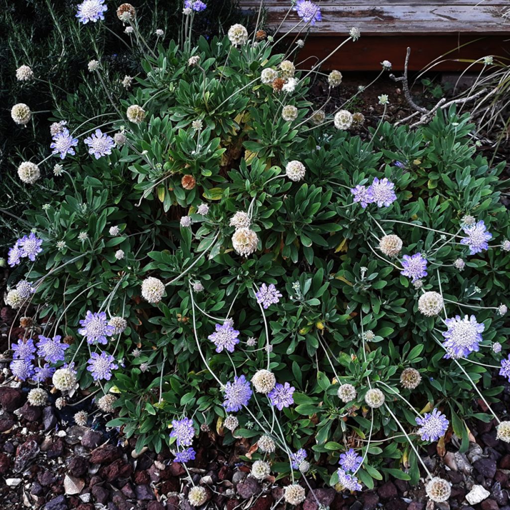 Scabiosa columbaria Butterfly Blue - Duifkruid