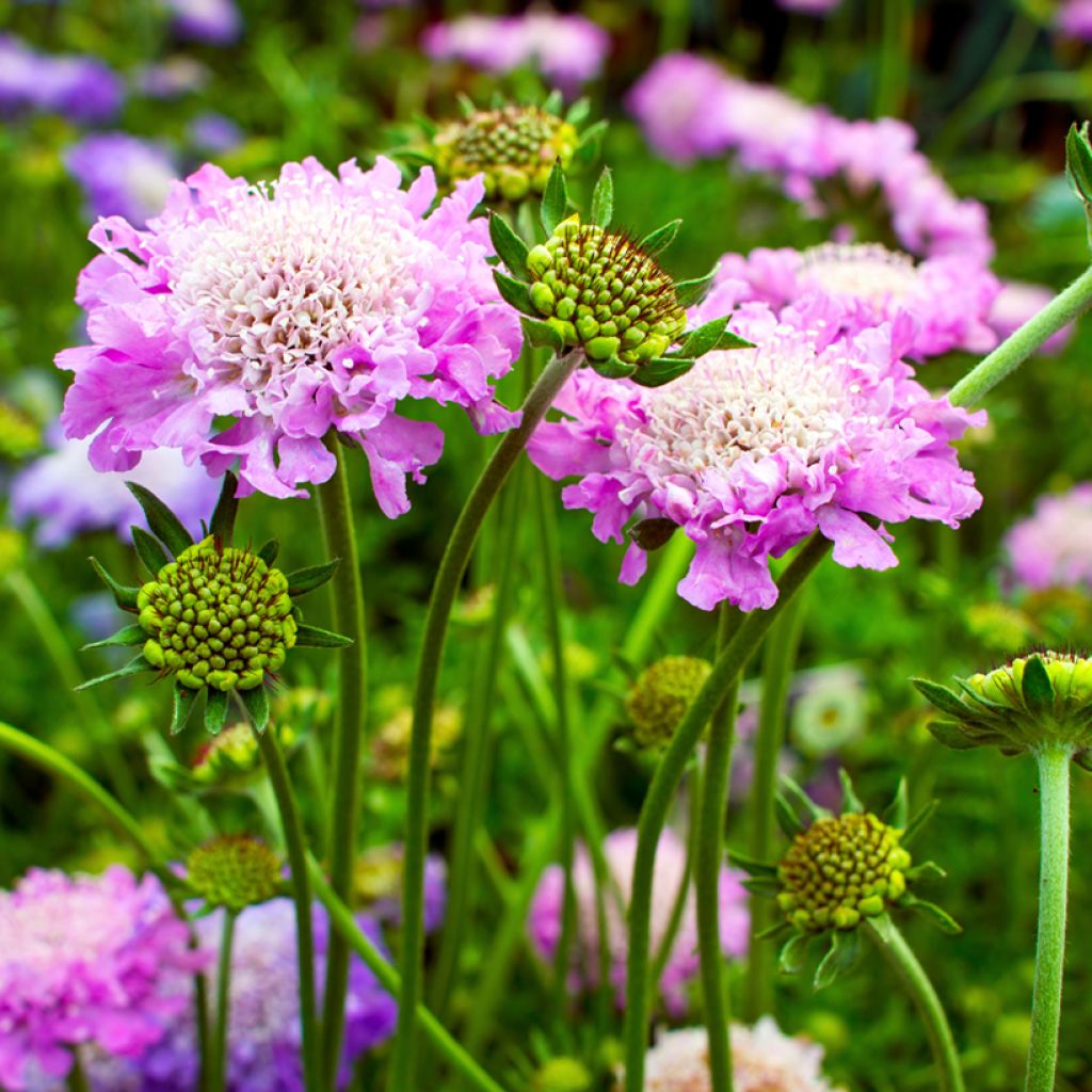 Scabiosa columbaria Pink Mist - Duifkruid