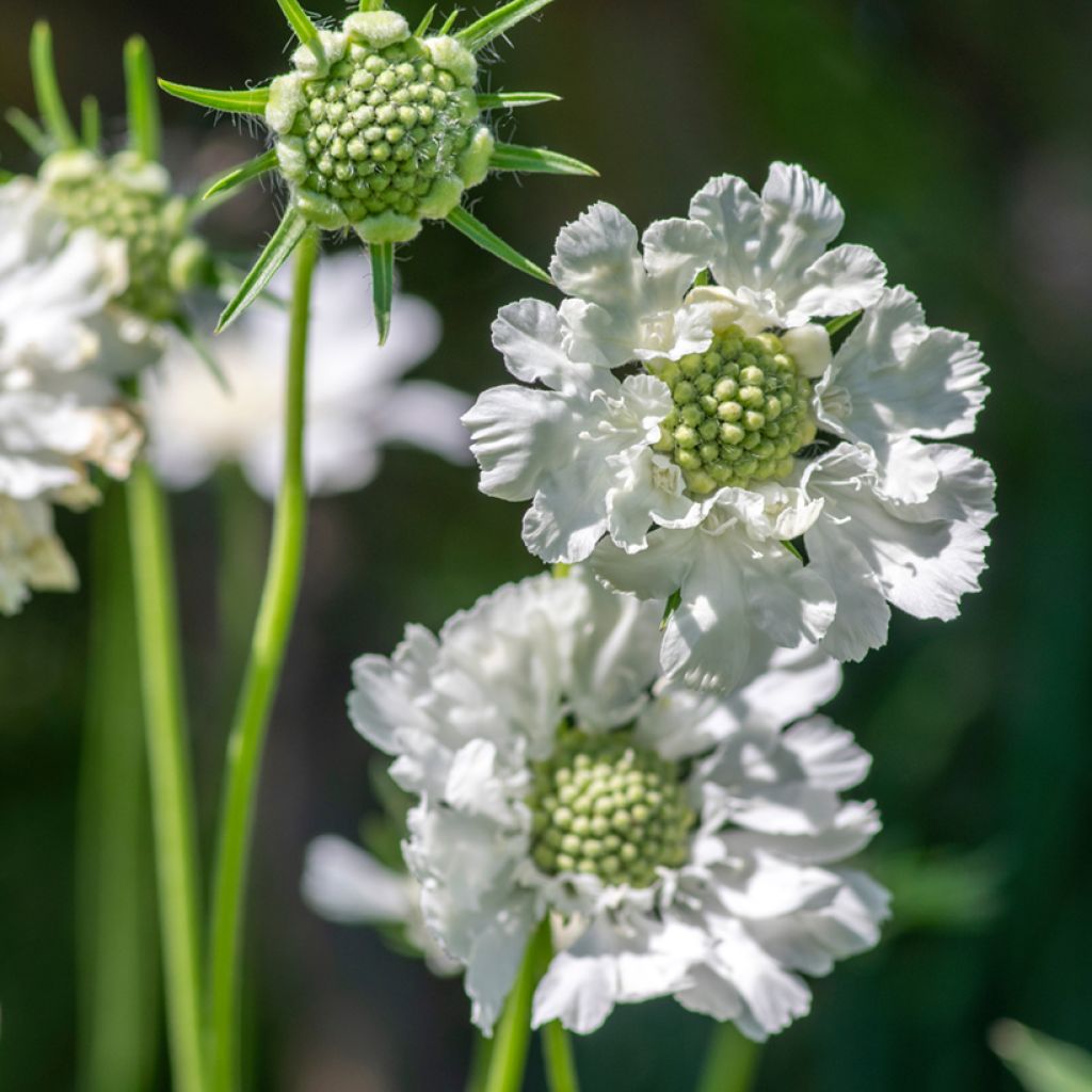 Scabiosa caucasica Alba - Kaukasisch duifkruid