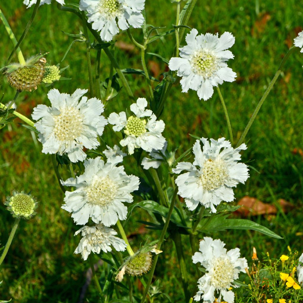 Scabiosa caucasica Alba - Kaukasisch duifkruid