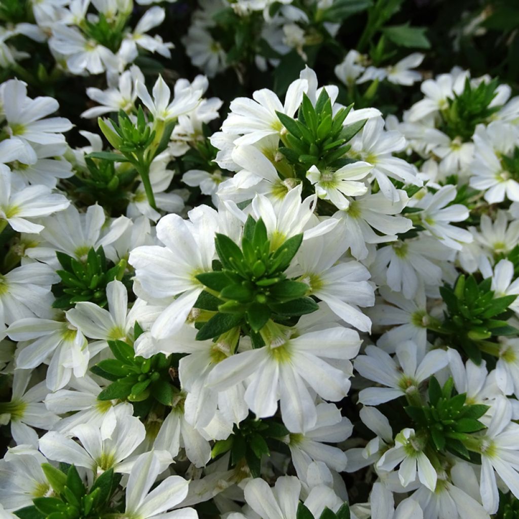 Scaevola aemula Surdiva Wit - Waaierbloem
