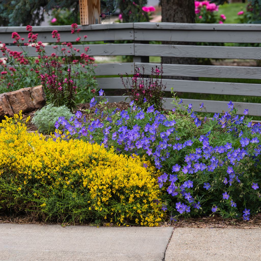 Genista lydia - Heidebrem