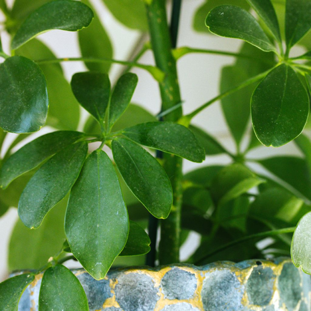 Schefflera arboricola - Vingerboom