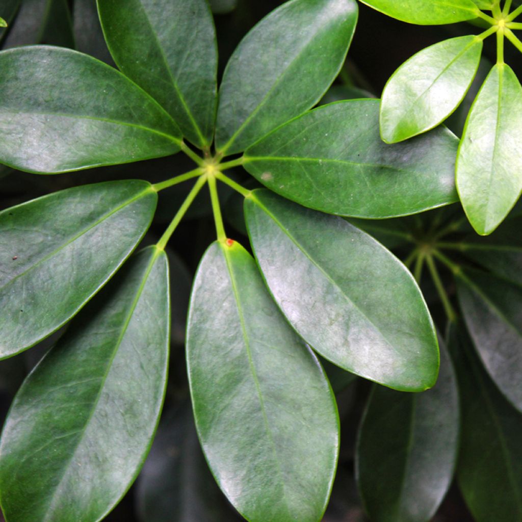 Schefflera arboricola - Vingerboom