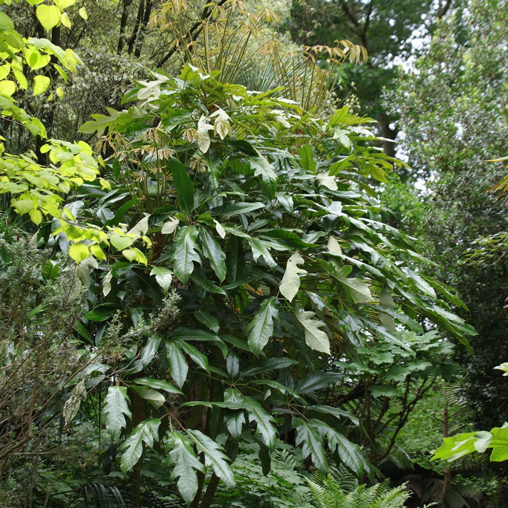 Schefflera delavayi - Vingersboom