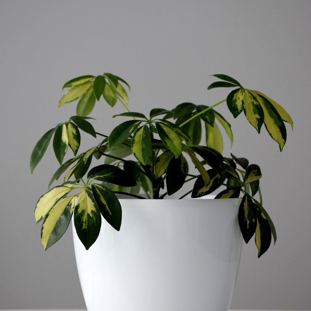 Schefflera Madame De Smet - Vingersboom