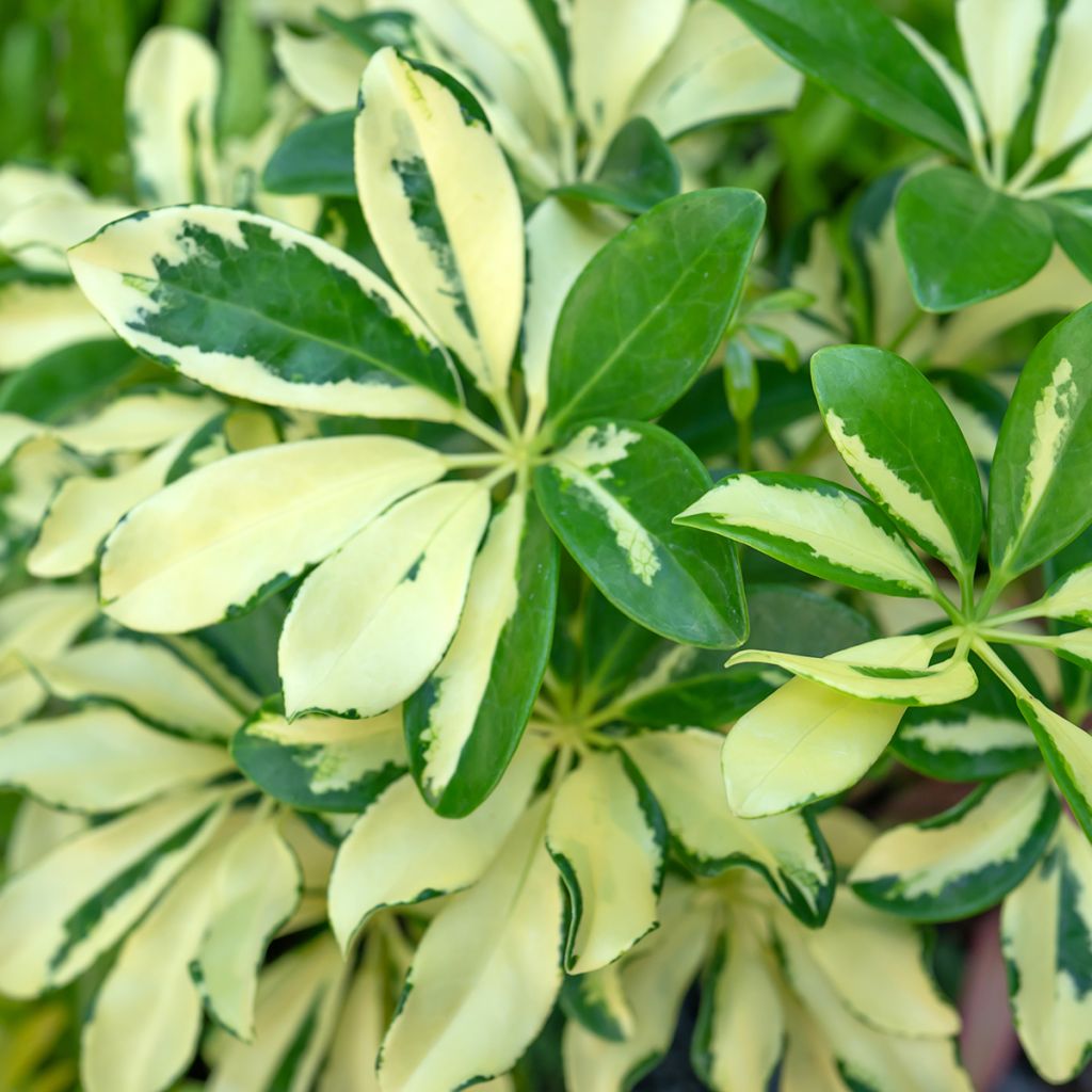 Schefflera Madame De Smet - Vingersboom