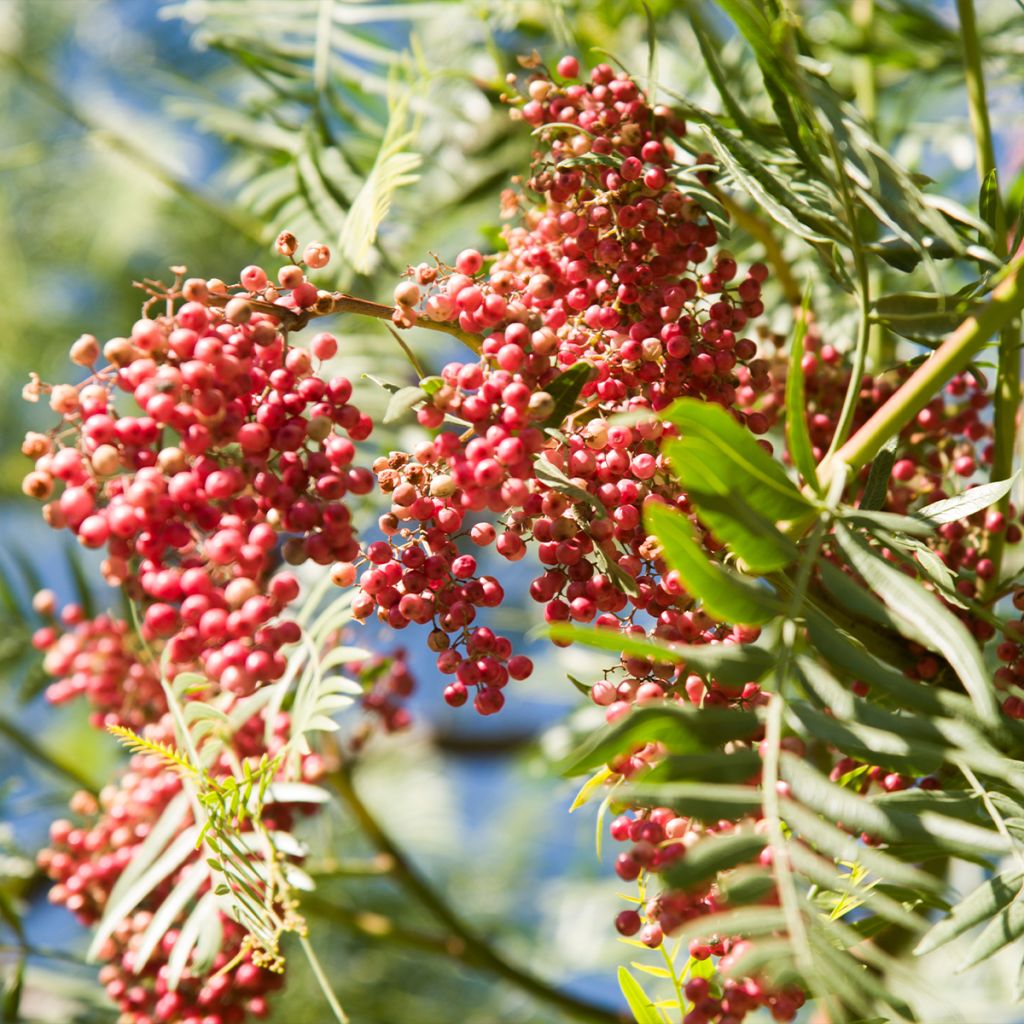 Schinus molle - Faux-poivrier, Poivrier sauvage