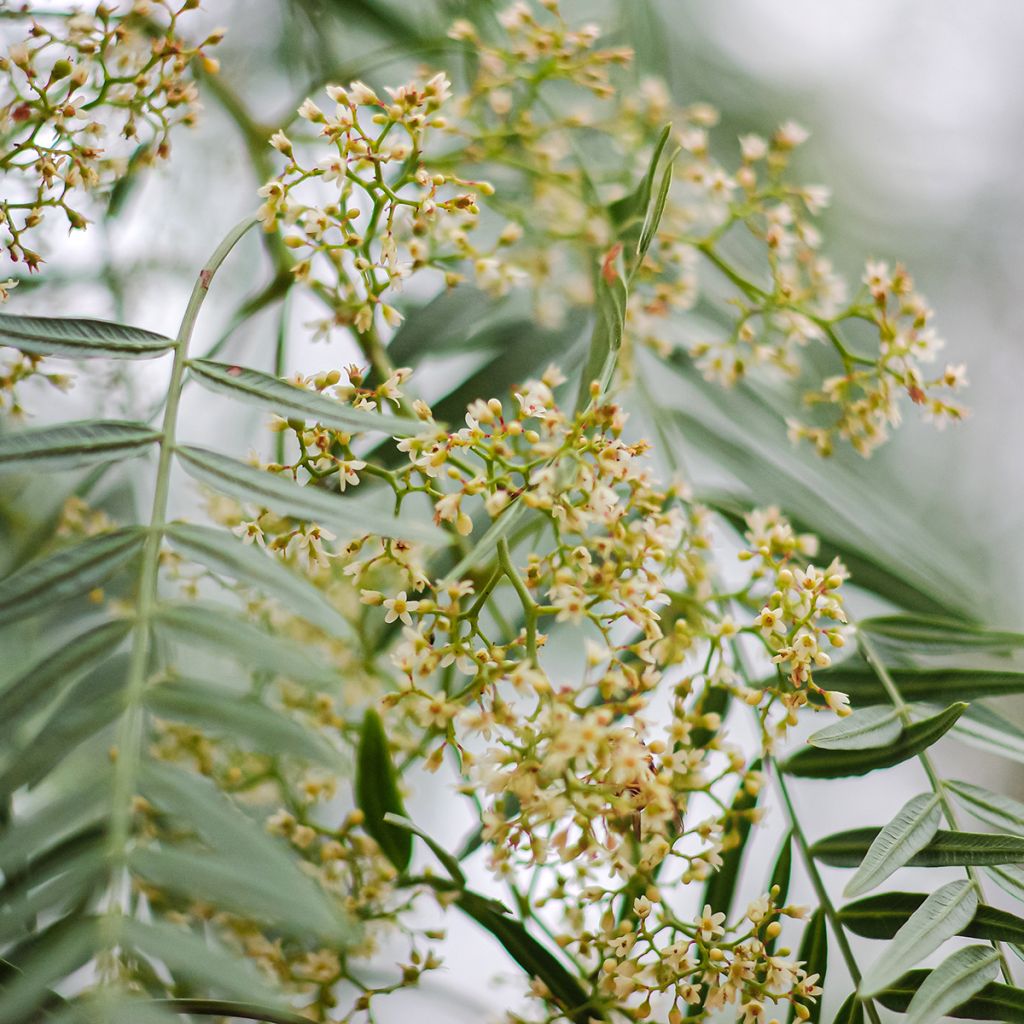 Schinus molle - Faux-poivrier, Poivrier sauvage
