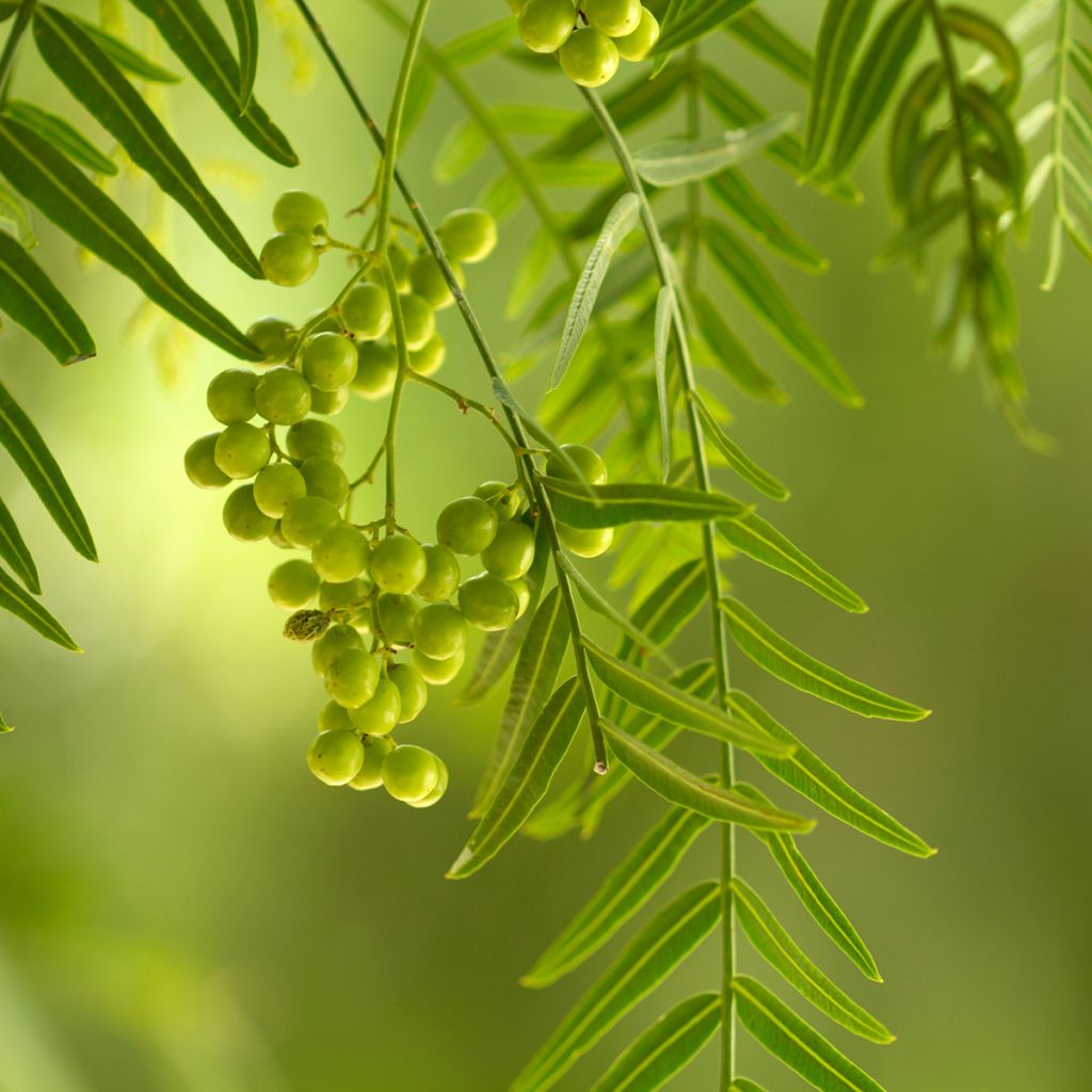 Schinus molle - Faux-poivrier, Poivrier sauvage