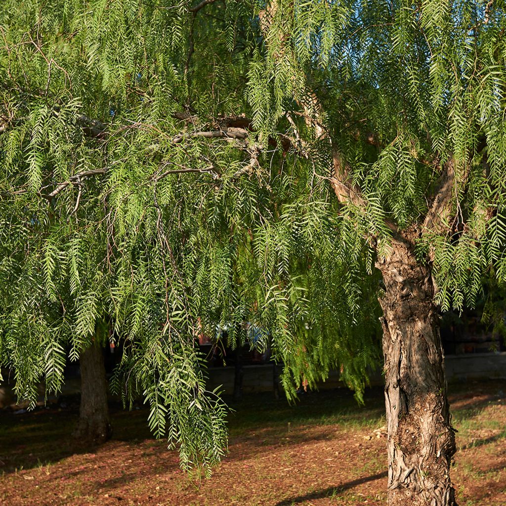 Schinus molle - Faux-poivrier, Poivrier sauvage