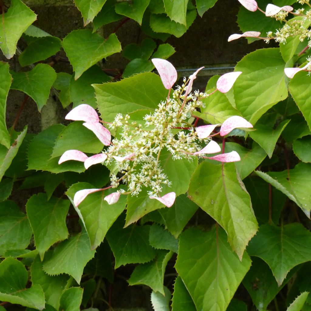 Schizophragma hydrangeoides - Valse klimhortensia
