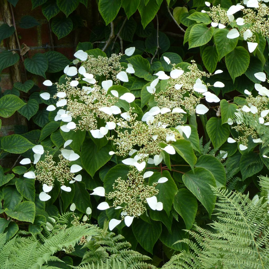 Schizophragma hydrangeoides - Valse klimhortensia