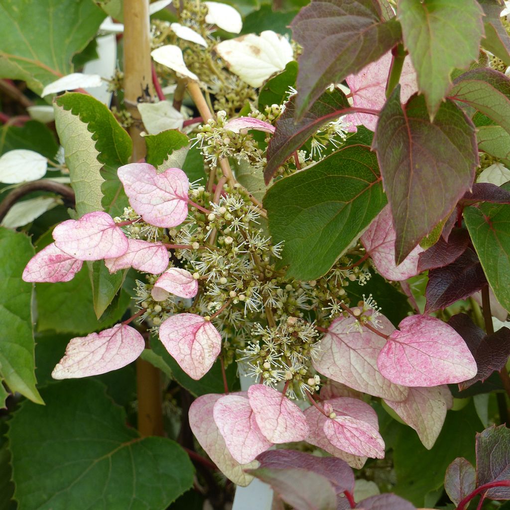 Schizophragma hydrangeoides Rose Sensation - Valse klimhortensia