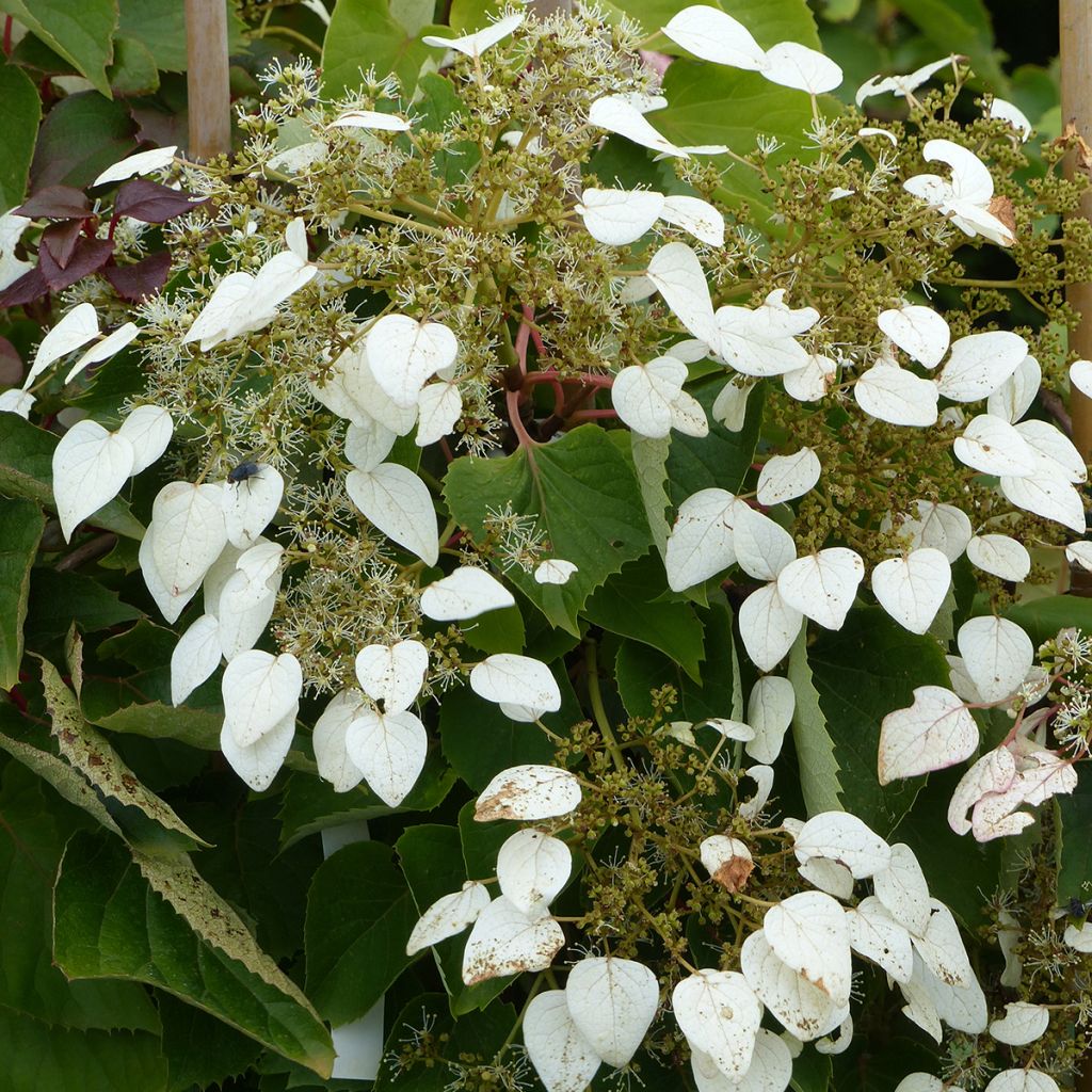 Schizophragma hydrangeoides Rose Sensation - Valse klimhortensia