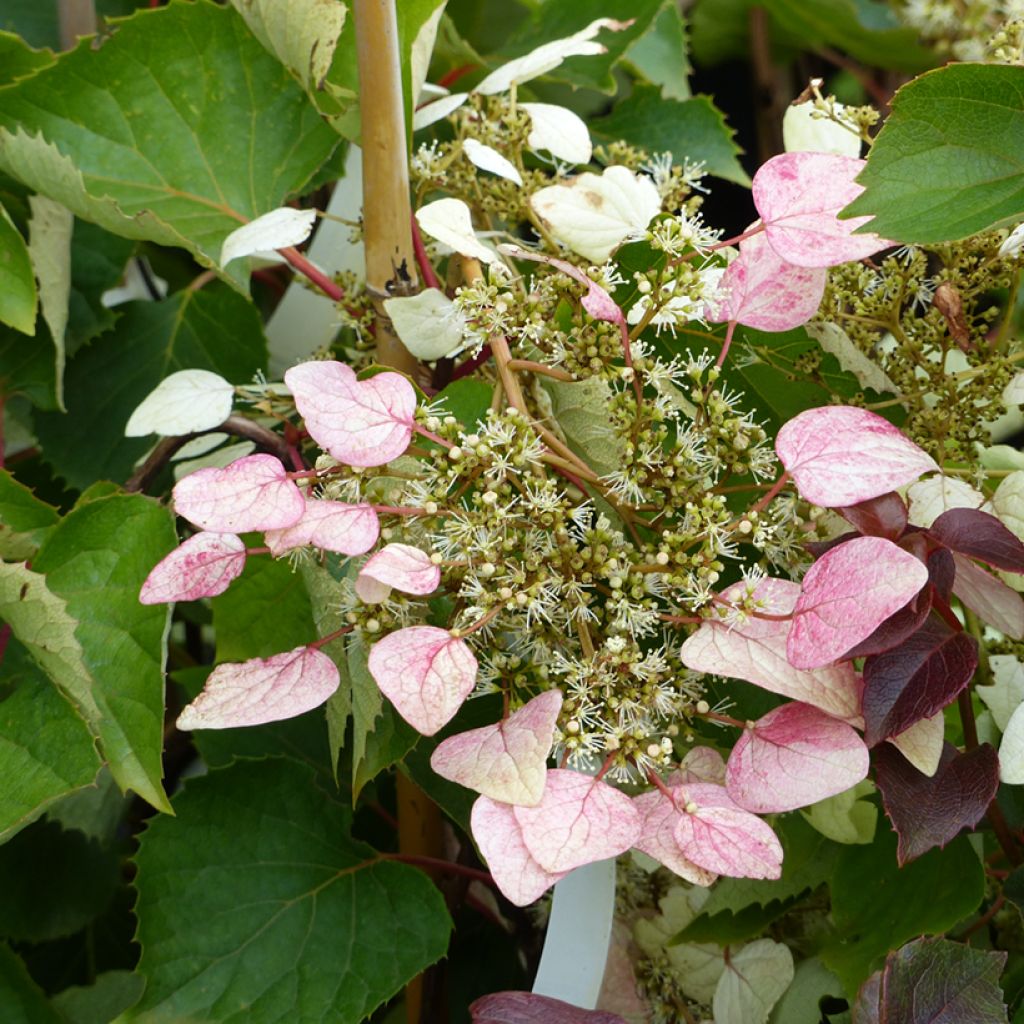 Schizophragma hydrangeoides Rose Sensation - Valse klimhortensia