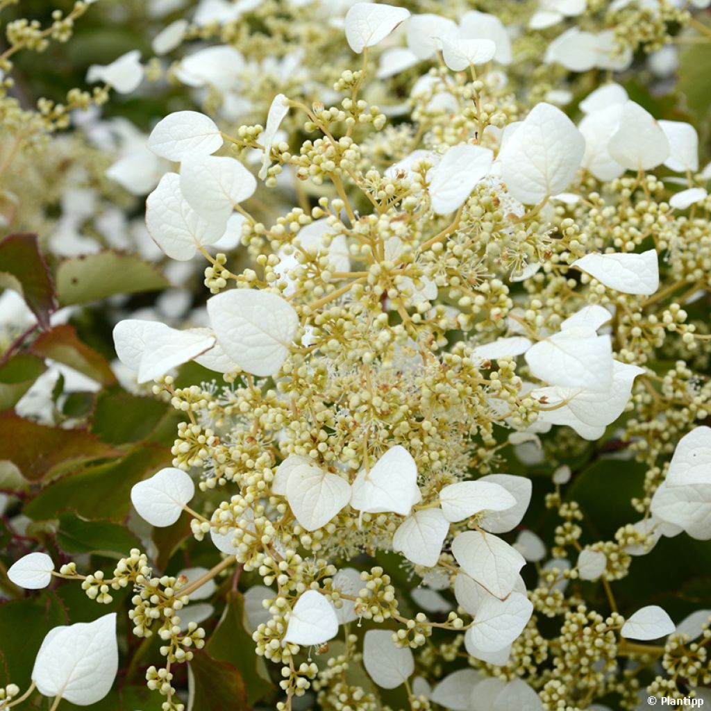 Schizophragma hydrangeoides Snow Sensation - Valse klimhortensia