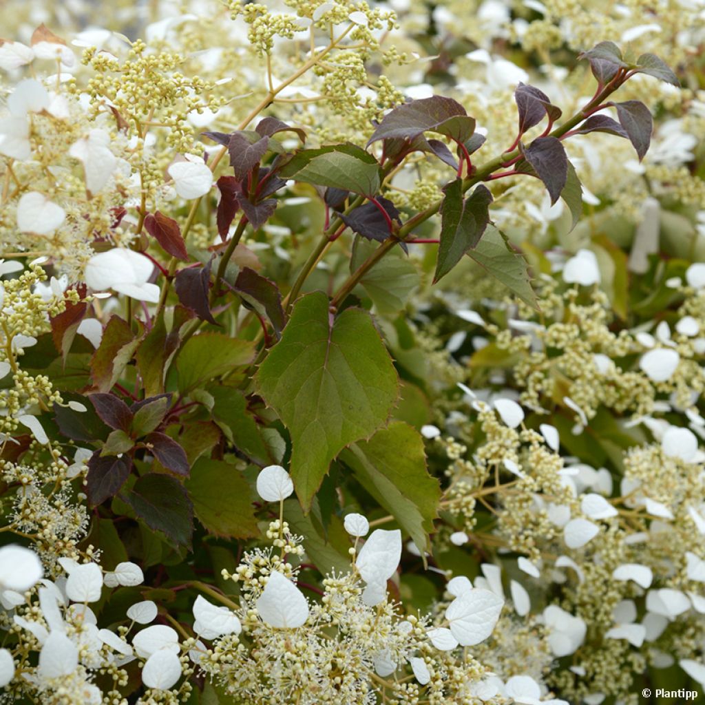 Schizophragma hydrangeoides Snow Sensation - Valse klimhortensia