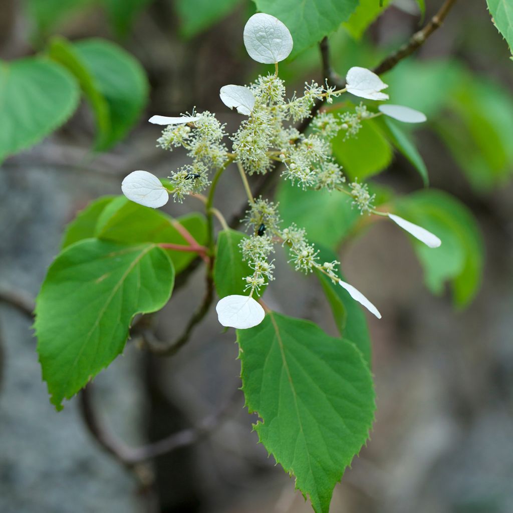Schizophragma hydrangeoides - Valse klimhortensia