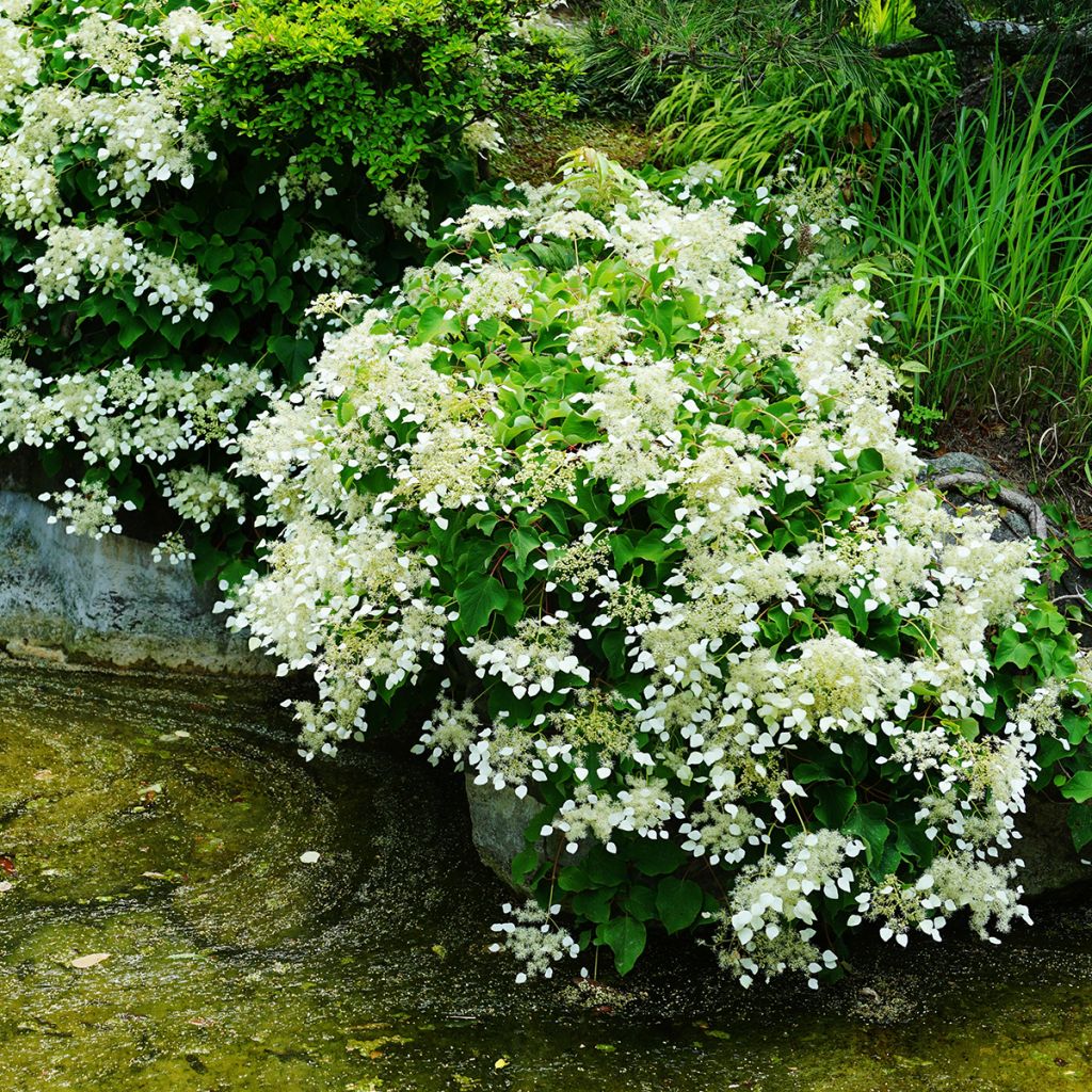 Schizophragma hydrangeoides - Valse klimhortensia
