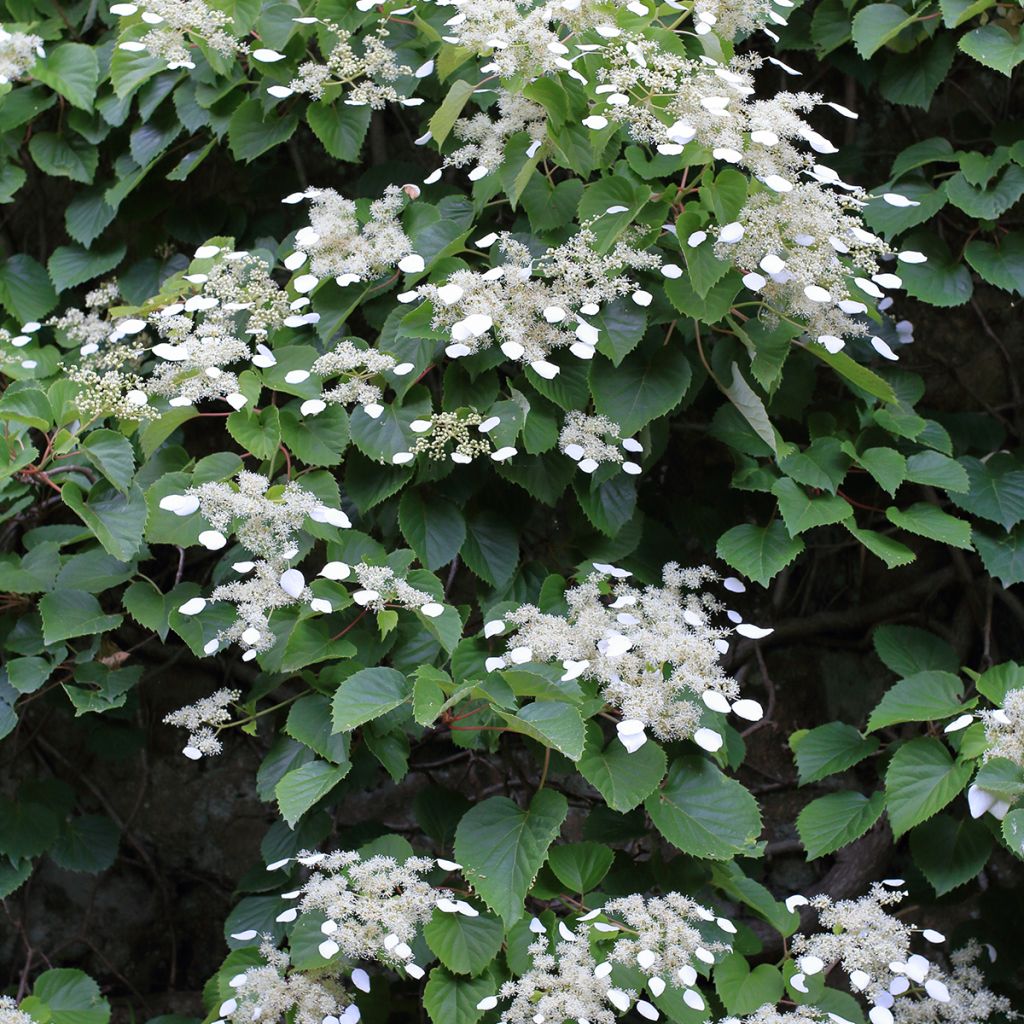 Schizophragma hydrangeoides - Valse klimhortensia